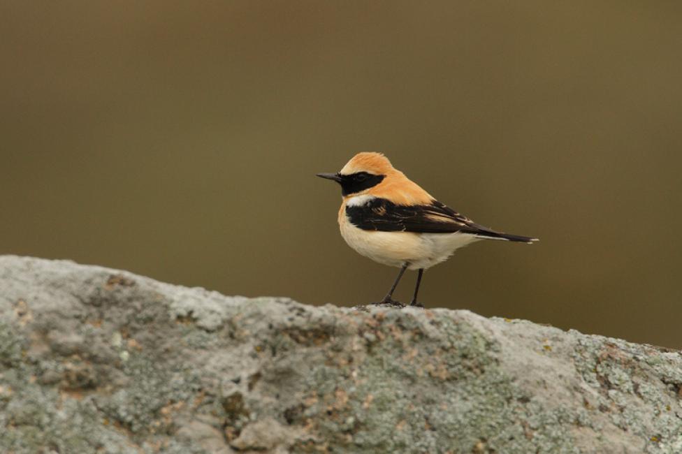 Collalba rubia (Oenanthe hispanica)